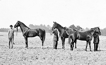Els cavalls del president Grant durant la campanya d'Overland (1864). D'esquerra a dretaː Egypt, Cincinnati i Jeff Davis.