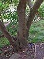 Lozanella enantiophyllaの幹