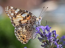Un splendide papillon gris, blanc, ocre, lumineux, les antennes pointées vers le ciel, posé sur une fleur violette faite d'un ensemble de petits vases.