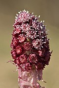 Petasites hybridus inflorescence - Keila