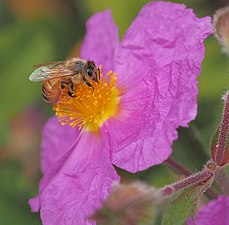 Western honey bee on rock rose (Cistus) in Oakland, California