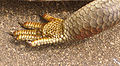 Skink foreleg, showing scales, cleaned up from File:Vm-9917-Katoomba-Hand-of-skink.jpg