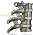 Costovertebral joints seen from the front