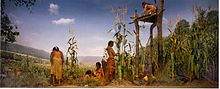 A diorama of The Three Sisters (corn, beans, and squash) on display in A Mohawk Iroquois Village, an exhibit at the New York State Museum.