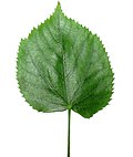 Thumbnail for Leaf