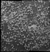 "Blueberries": This view displays an area about 6 centimeters across. It was taken at an outcrop named "Kirkwood" at the Cape York on the rim of Endeavour crater on Mars. The spheres seen here are about 3 millimeters in diameter. The Microscopic Imager took this image at 3064 sol.