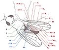Morphology of a generic fruit fly