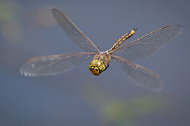 The Odonata (dragonflies and damselflies) have direct flight musculature, as do mayflies.