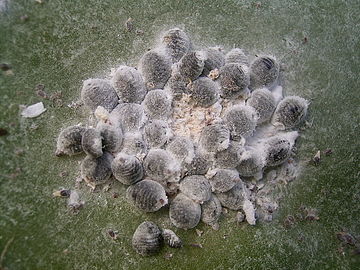 Cochineal lice were used to obtain purple colours