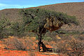 Baboons caught up a tree by Kalahari lions (3 of 3)