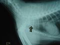 Needle swallowed by a cat