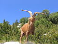 Koza u planinama iznad Gorges du Verdona, u oblasti Provence južne Francuske