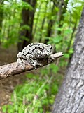 Thumbnail for Gray treefrog