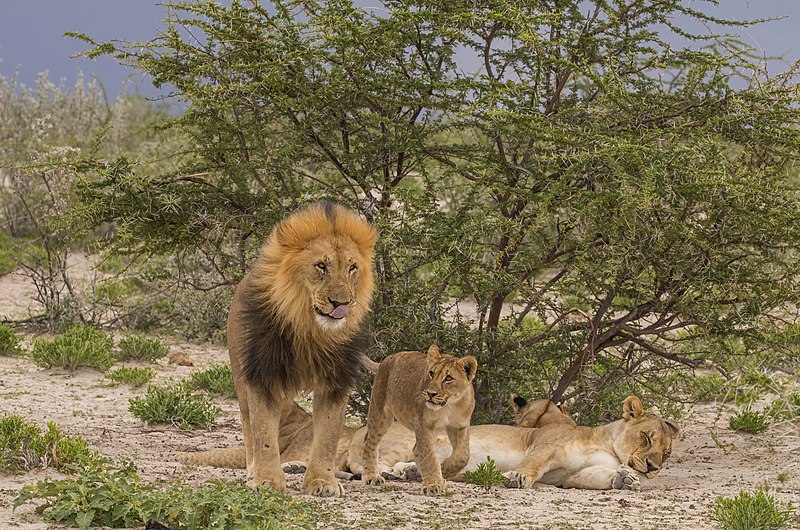 File:Lion (Panthera leo) male and cub Etosha.jpg