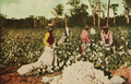 Image 291913 cotton harvest in East Texas (from History of Texas)