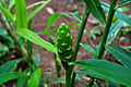 Ginger plant with flower