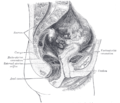 Median sagittal section of female pelvis