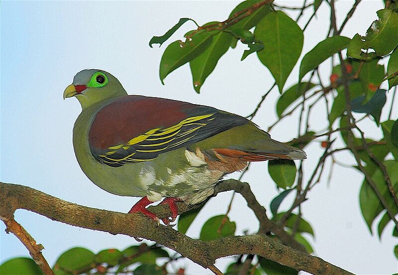 File:Thick-billed Green Pigeon (Treron curvirostra).jpg