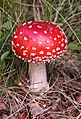 Psychotropic mushroom Amanita muscaria, commonly known as "fly agaric"
