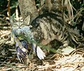 Thumbnail for Cat predation on wildlife