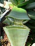 Thumbnail for Succulent plant