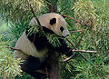 Giant Panda (Ailuropoda melanoleuca) at Smithsonian National Zoological Park.