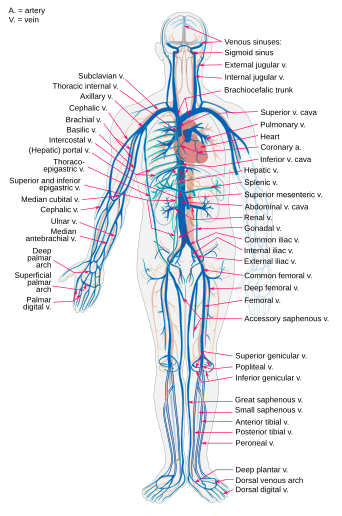A diagram of the main veins in the human body