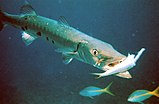 Sphyraena barracuda with prey