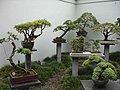 Výstavní bonsaje z čínské zahrady v Sydney