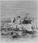 A pile of bones, including those of cavalry horses, on the battlefield of the Battle of the Little Bighorn, in 1876