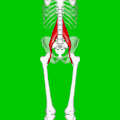 Position of psoas major muscle. Animation. Hip bones are shown in semi-transparent.