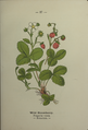 Fragaria vesca plate 27 in: Wayside and woodland blossoms, 1895