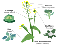 Image 24Selective breeding enlarged desired traits of the wild cabbage plant (Brassica oleracea) over hundreds of years, resulting in dozens of today's agricultural crops. Cabbage, kale, broccoli, and cauliflower are all cultivars of this plant. (from Plant breeding)
