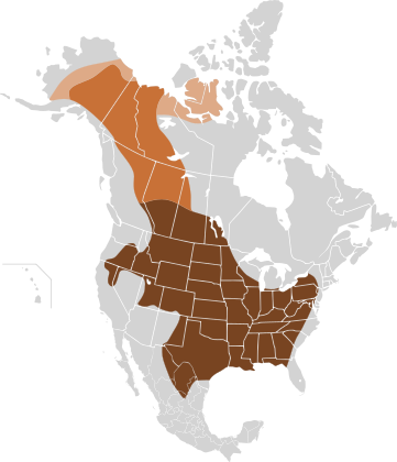 Original distribution of plains bison and wood bison in North America along the "great bison belt". Holocene bison (Bison occidentalis) is an earlier species at the origin of plains bison and wood bison.   Holocene bison   Wood bison   Plains bison