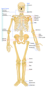Human skeleton front en (2007-10-31)