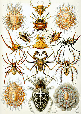 Arachnida do Kunstformen der Natur de Ernst Haeckel
