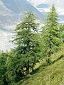 Image 13European larch (Larix decidua), a coniferous tree which is also deciduous (from Tree)