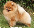 Thumbnail for Pomeranian dog