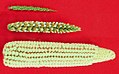 Image 15The creation of maize from teosinte (top), maize-teosinte hybrid (middle), to maize (bottom) (from History of agriculture)