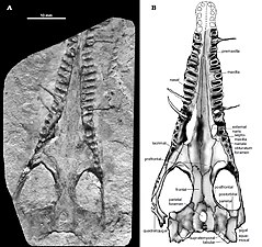 Mesosaurid skull and description