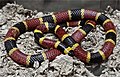 Image 2A venomous coral snake uses bright colours to warn off potential predators. (from Animal coloration)