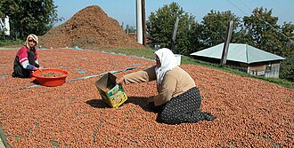 Two headscarfed women, one with a plastic bowl and the other a very big tin, kneeling on a large plastic sheet spread with hazelnuts. In the background is a pile of husks.