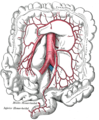The inferior mesenteric artery and its branches.