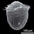 SEM of 9-hour old trochophore of Haliotis asinina with shell field (sf)
