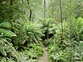 Image 9Temperate rainforest in Tasmania's Hellyer Gorge (from Forest)