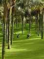 Grullas africanas en el Loro Parque, Tenerife.