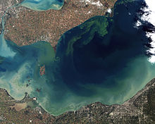 An image depicting algae bloom in Lake Erie