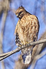 Red-shouldered hawk, scanning, East Hartford, Connecticut