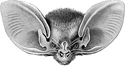 Nyctophilus geoffroyi, närbild på huvudet