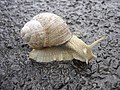 Thumbnail for Snail